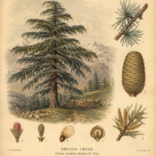 Deodar Cedar: The Sacred Tree of Strength, Protection, and Spiritual Wisdom