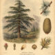 Deodar Cedar: The Sacred Tree of Strength, Protection, and Spiritual Wisdom