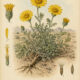 Desert Marigold: A Sunlit Flower of Protection, Resilience, and Sacred Renewal