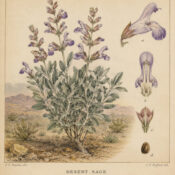 Desert Sage: A Sacred Plant in Paganism and Witchcraft