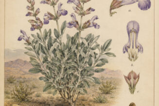 Desert Sage: A Sacred Plant in Paganism and Witchcraft