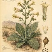 Desert Tobacco: A Sacred Plant in Paganism and Witchcraft