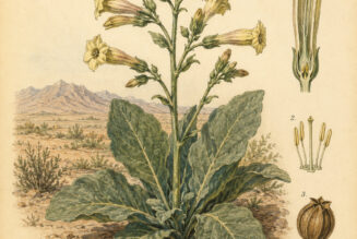 Desert Tobacco: A Sacred Plant in Paganism and Witchcraft