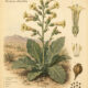 Desert Tobacco: A Sacred Plant in Paganism and Witchcraft