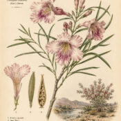 Desert Willow: A Tree of Resilience, Transformation, and Spiritual Growth