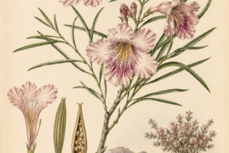 Desert Willow: A Tree of Resilience, Transformation, and Spiritual Growth