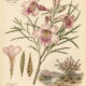 Desert Willow: A Tree of Resilience, Transformation, and Spiritual Growth
