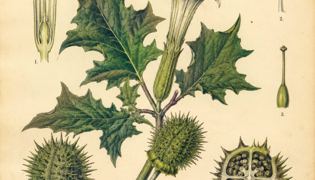Devil’s Apple: The Mysterious Plant of Magic and Myth