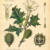 Devil’s Apple: The Mysterious Plant of Magic and Myth