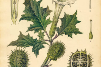 Devil’s Apple: The Mysterious Plant of Magic and Myth
