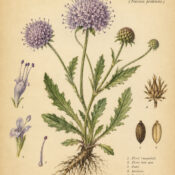 Devil’s-Bit Scabious: A Magical Wildflower of Protection and Mystery