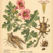 Devil’s Claw: A Protective Root in Paganism and Witchcraft