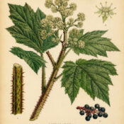 Devil’s Club: A Powerful Plant in Nature, Paganism, and Witchcraft