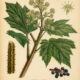 Devil’s Club: A Powerful Plant in Nature, Paganism, and Witchcraft