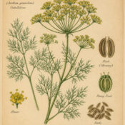 Dill: The Protective Herb of Paganism and Witchcraft