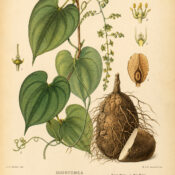 Dioscorea: The Sacred Yam in Paganism and Witchcraft