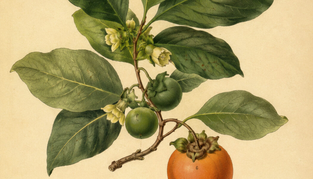 Diospyros: The Sacred Ebony Tree in Paganism and Witchcraft
