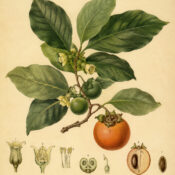 Diospyros: The Sacred Ebony Tree in Paganism and Witchcraft