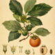 Diospyros: The Sacred Ebony Tree in Paganism and Witchcraft