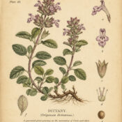 Dittany: The Magical Herb of Protection and Healing