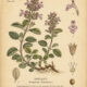 Dittany: The Magical Herb of Protection and Healing
