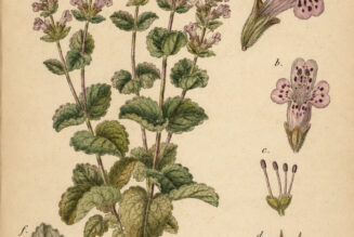 Dittany of Crete: The Sacred Herb of Healing, Paganism, and Witchcraft