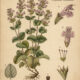Dittany of Crete: The Sacred Herb of Healing, Paganism, and Witchcraft