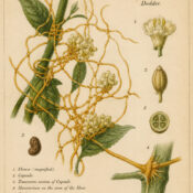 Dodder: The Tangled Vine of Binding Magic