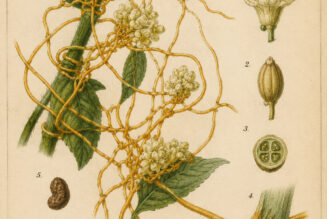Dodder: The Tangled Vine of Binding Magic