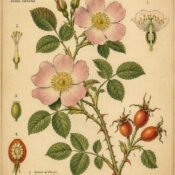 Dog Rose: A Wild Flower of Protection, Love, and Ancient Magic