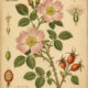 Dog Rose: A Wild Flower of Protection, Love, and Ancient Magic