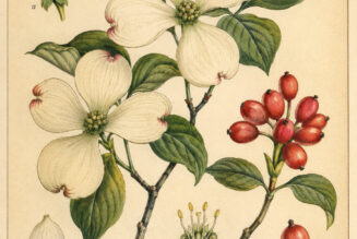 Dogwood: A Symbol of Renewal, Protection, and Quiet Magic
