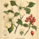 Dogwood: A Symbol of Renewal, Protection, and Quiet Magic
