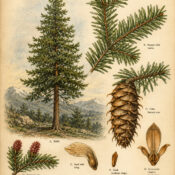 Douglas Fir: A Tree of Strength, Protection, and Spiritual Renewal