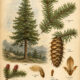 Douglas Fir: A Tree of Strength, Protection, and Spiritual Renewal