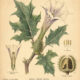 Downy Thorn Apple: A Powerful and Mysterious Plant in Paganism and Witchcraft