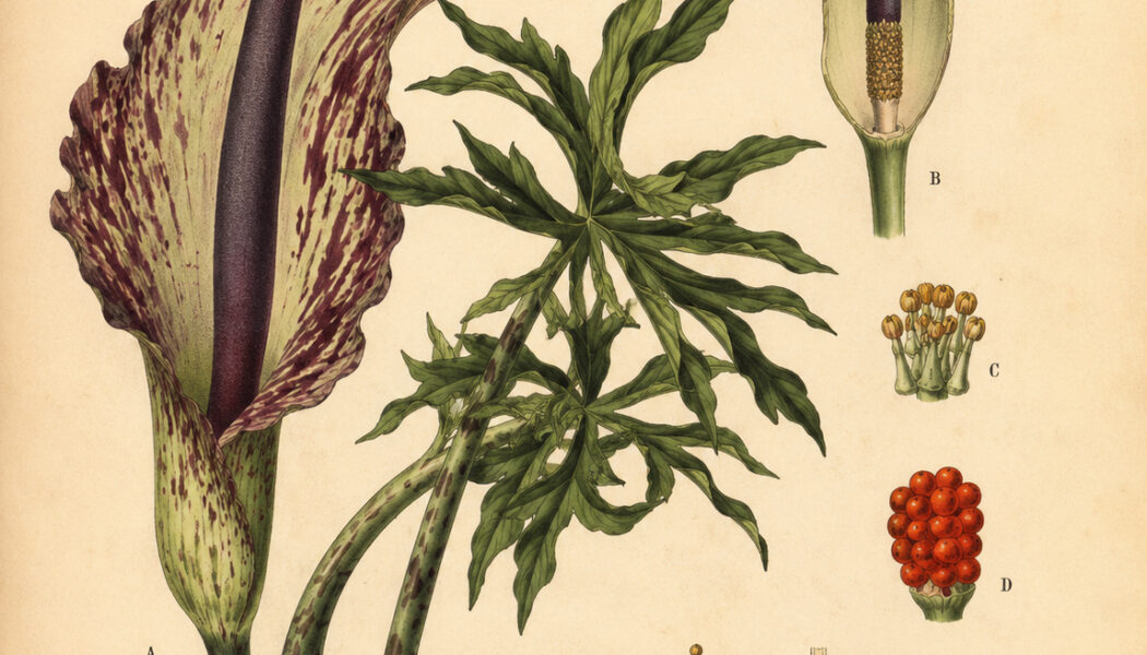 Dragon Arum: The Mysterious Flower of Magic and Transformation