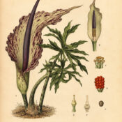 Dragon Arum: The Mysterious Flower of Magic and Transformation