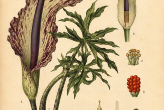 Dragon Arum: The Mysterious Flower of Magic and Transformation
