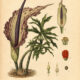 Dragon Arum: The Mysterious Flower of Magic and Transformation