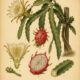 Dragon Fruit Cactus: A Symbol of Resilience, Abundance, and Magical Growth