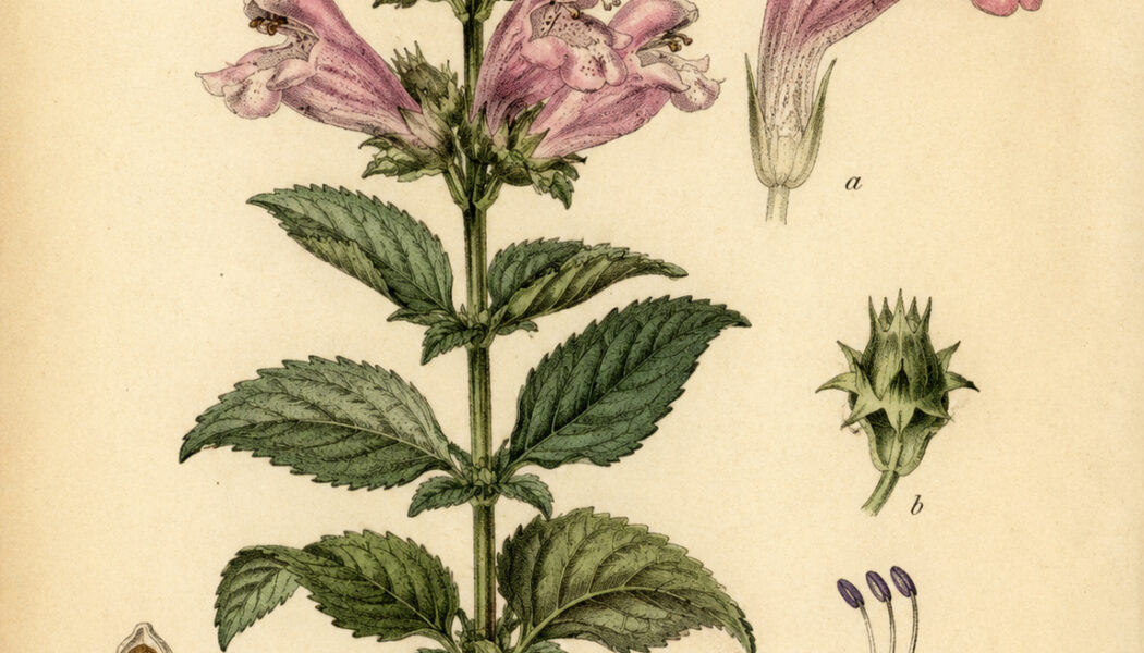 Dragonhead: A Mystical Herb of Protection, Wisdom, and Spiritual Connection