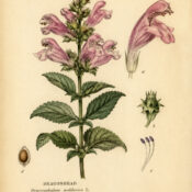 Dragonhead: A Mystical Herb of Protection, Wisdom, and Spiritual Connection
