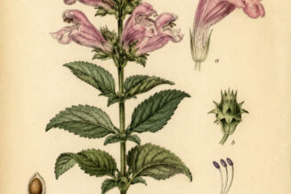 Dragonhead: A Mystical Herb of Protection, Wisdom, and Spiritual Connection