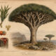 The Dragon’s Blood Tree: A Sacred Symbol in Nature, Paganism, and Witchcraft