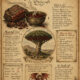 Dragon’s Blood: Its Place in Paganism and Witchcraft