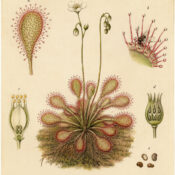 Drosera: The Enchanting Sundew in Nature, Paganism, and Witchcraft