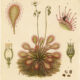 Drosera: The Enchanting Sundew in Nature, Paganism, and Witchcraft