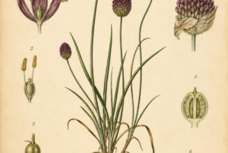 Drumstick Allium: A Magical Bloom of Protection and Prosperity