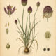 Drumstick Allium: A Magical Bloom of Protection and Prosperity